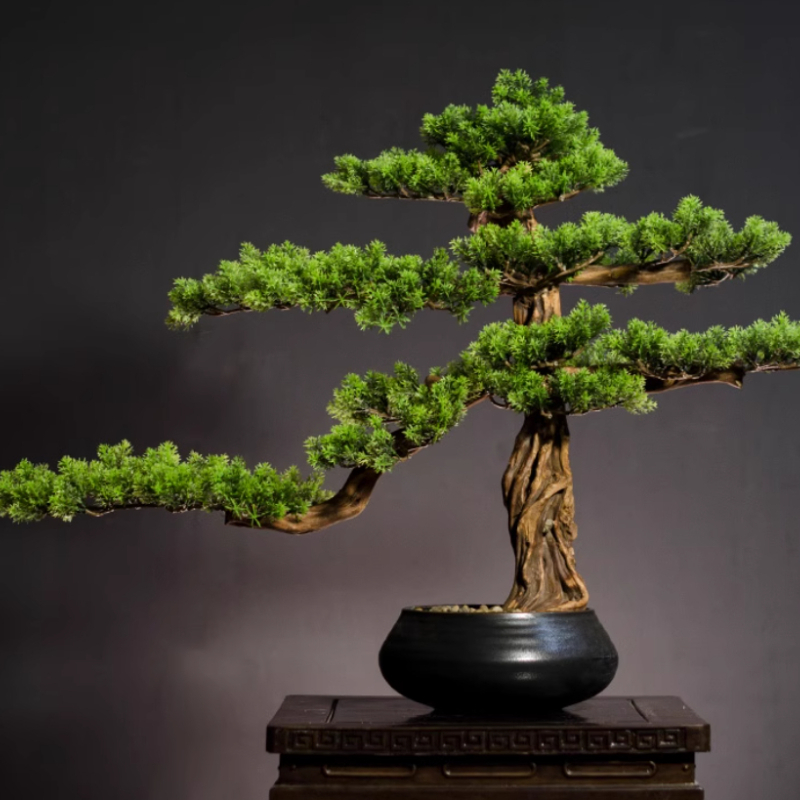 Startseite begrüßende Kieferno – Bonsai Garden Entrance Bewertung und Preis