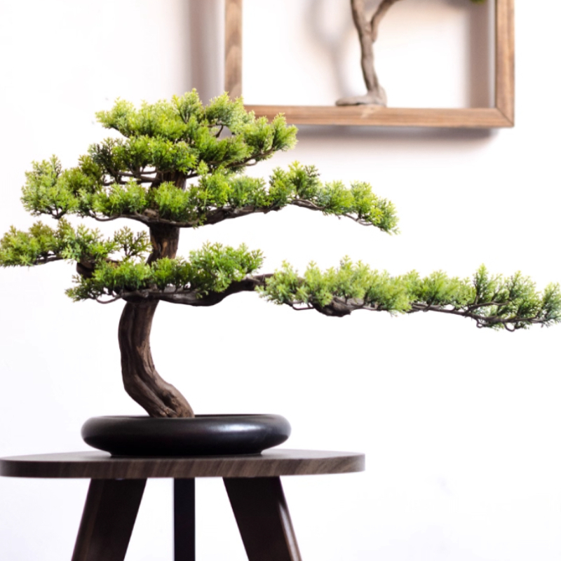 Startseite begrüßende Kieferno – Bonsai Garden Entrance Bewertung und Preis