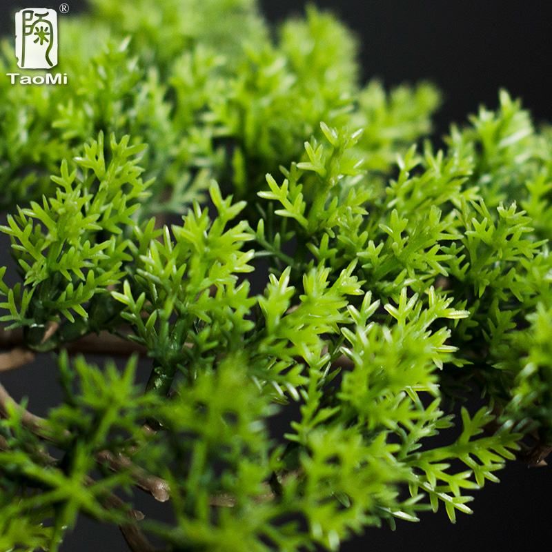 Startseite begrüßende Kieferno – Bonsai Garden Entrance Bewertung und Preis